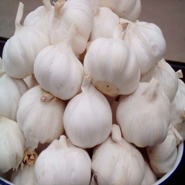 Fresh Garlic-1x8.98kg02